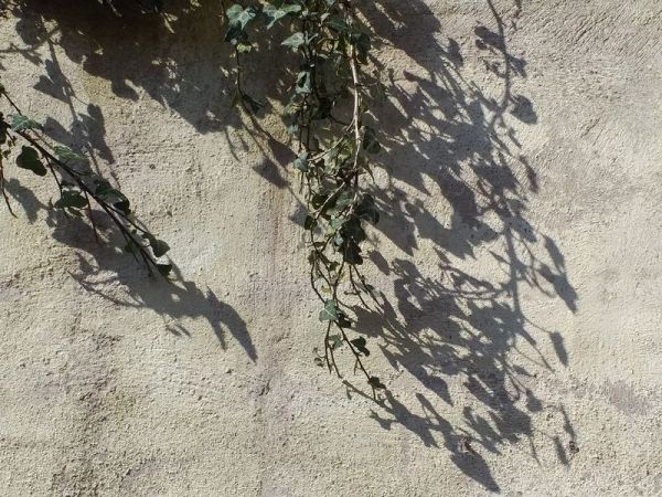 Ivy shadows small
