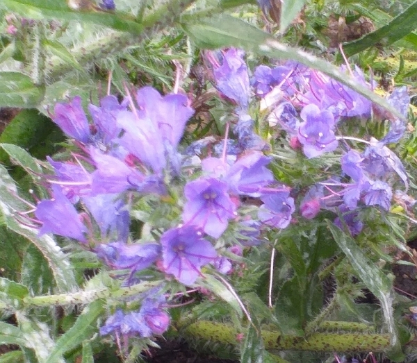 01 Vipers Bugloss